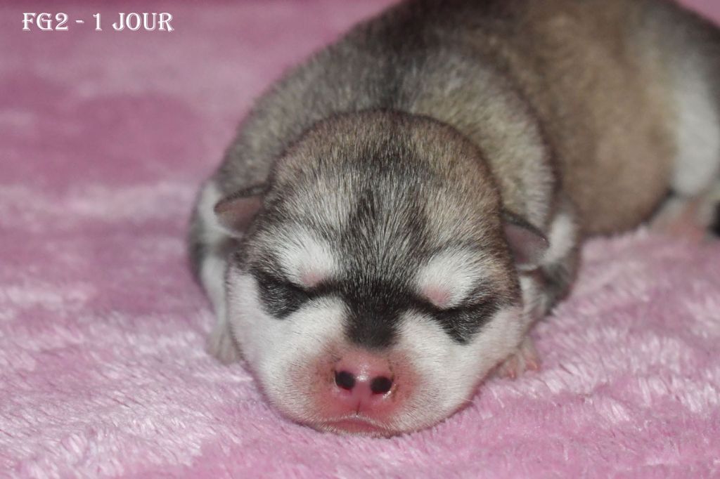 de la source du Montet - Chiots disponibles - Siberian Husky