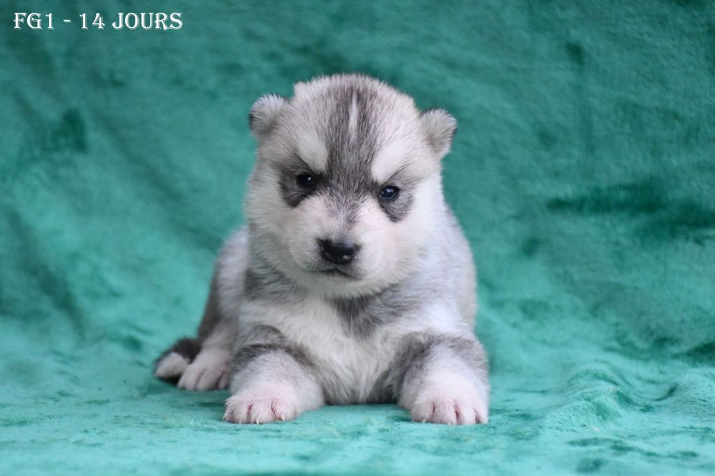 de la source du Montet - Chiots disponibles - Siberian Husky