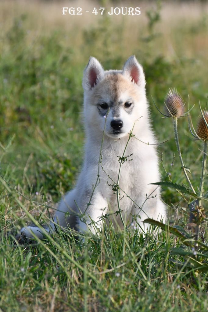 de la source du Montet - Chiots disponibles - Siberian Husky