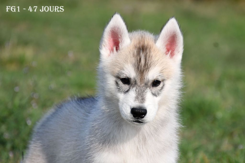 de la source du Montet - Chiots disponibles - Siberian Husky
