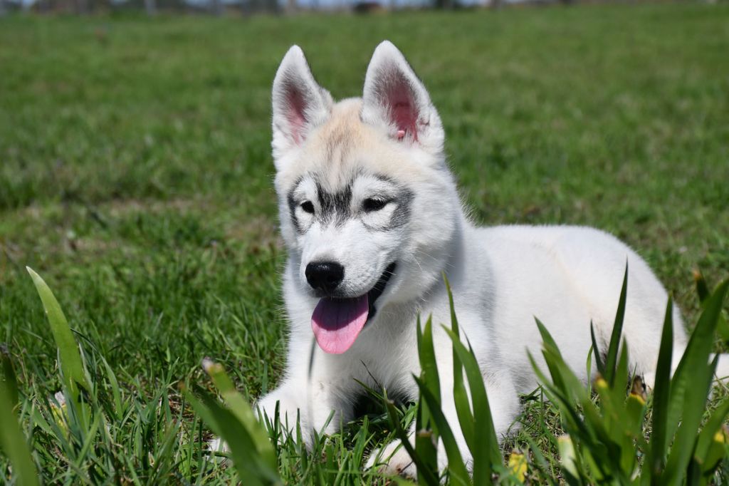 de la source du Montet - Chiots disponibles - Siberian Husky