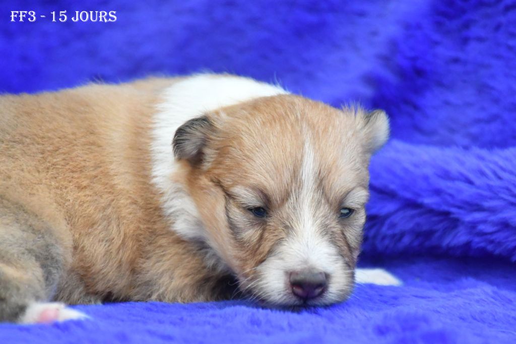 de la source du Montet - Chiots disponibles - Shetland Sheepdog