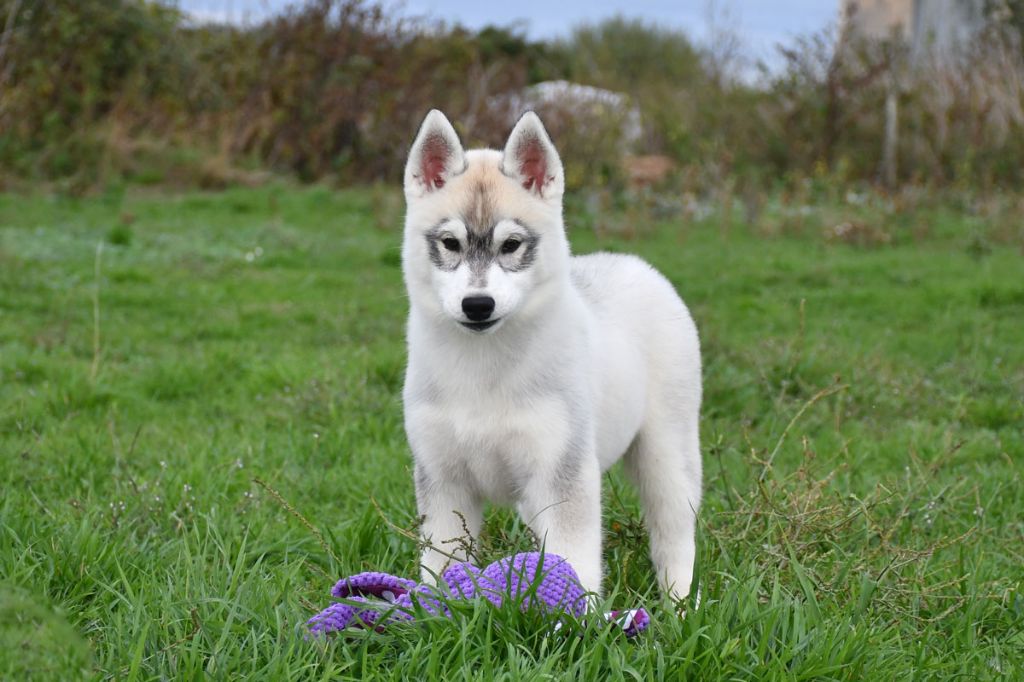 de la source du Montet - Siberian Husky - Portée née le 19/06/2025