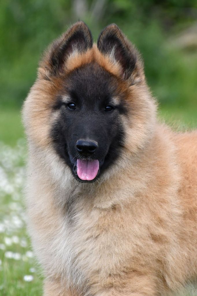 de la source du Montet - Chiots disponibles - Berger Belge
