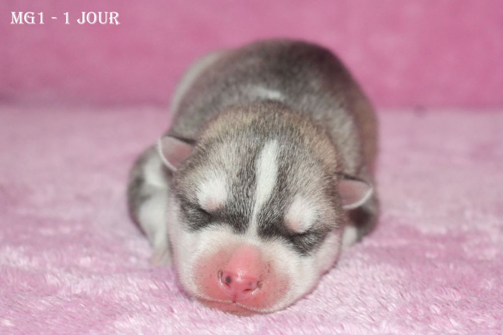 de la source du Montet - Chiots disponibles - Siberian Husky