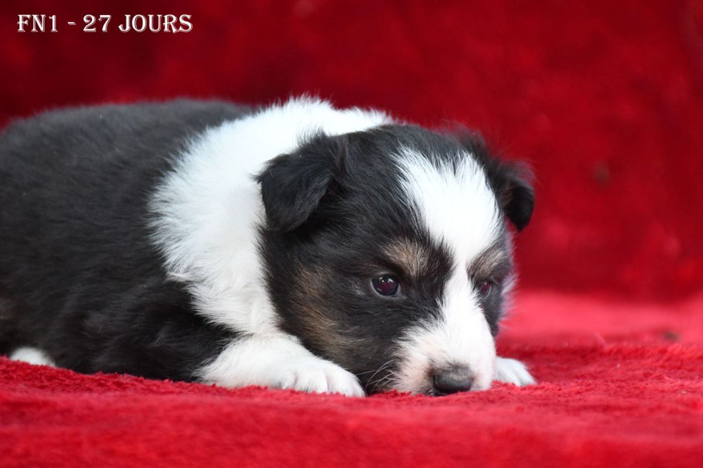 de la source du Montet - Chiots disponibles - Shetland Sheepdog