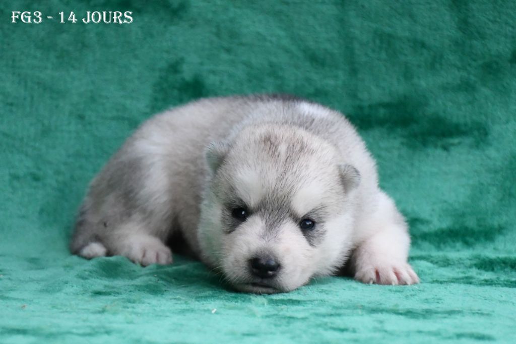 de la source du Montet - Chiots disponibles - Siberian Husky