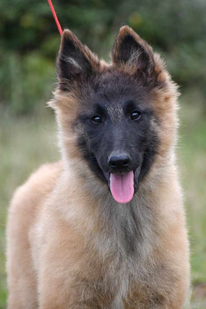 Chiot Berger Belge de la source du Montet