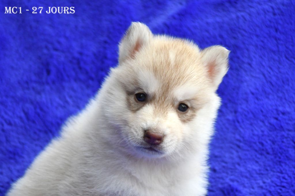 de la source du Montet - Chiots disponibles - Siberian Husky