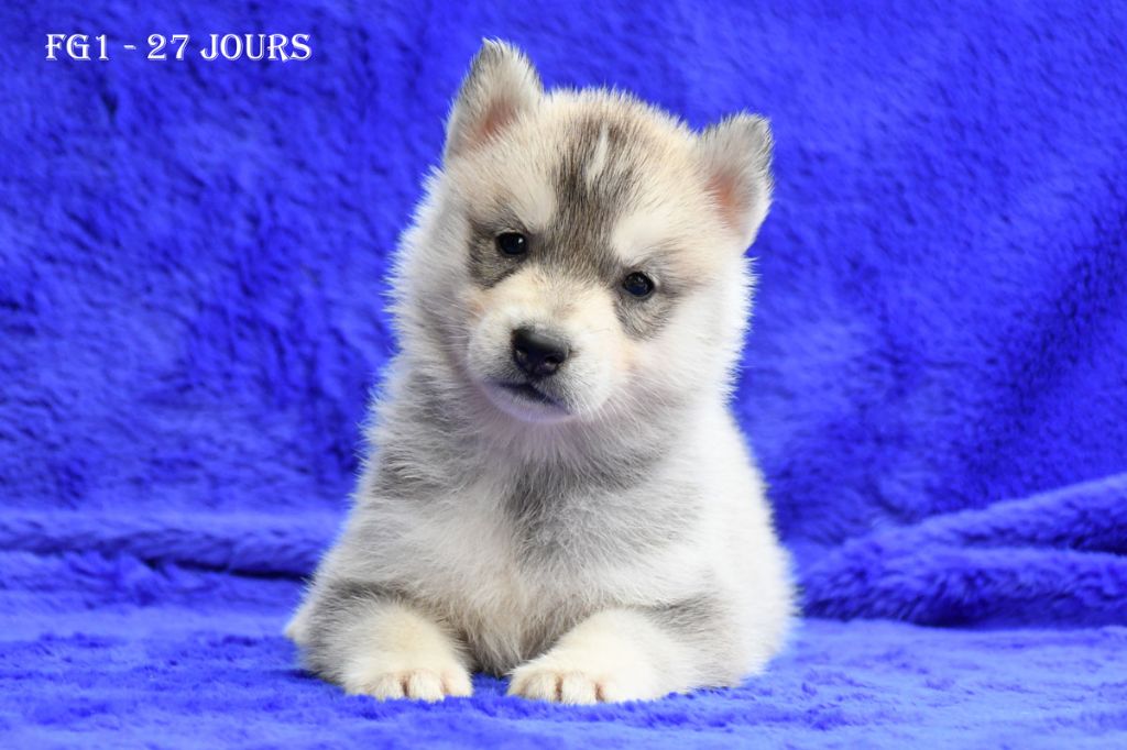 de la source du Montet - Chiots disponibles - Siberian Husky