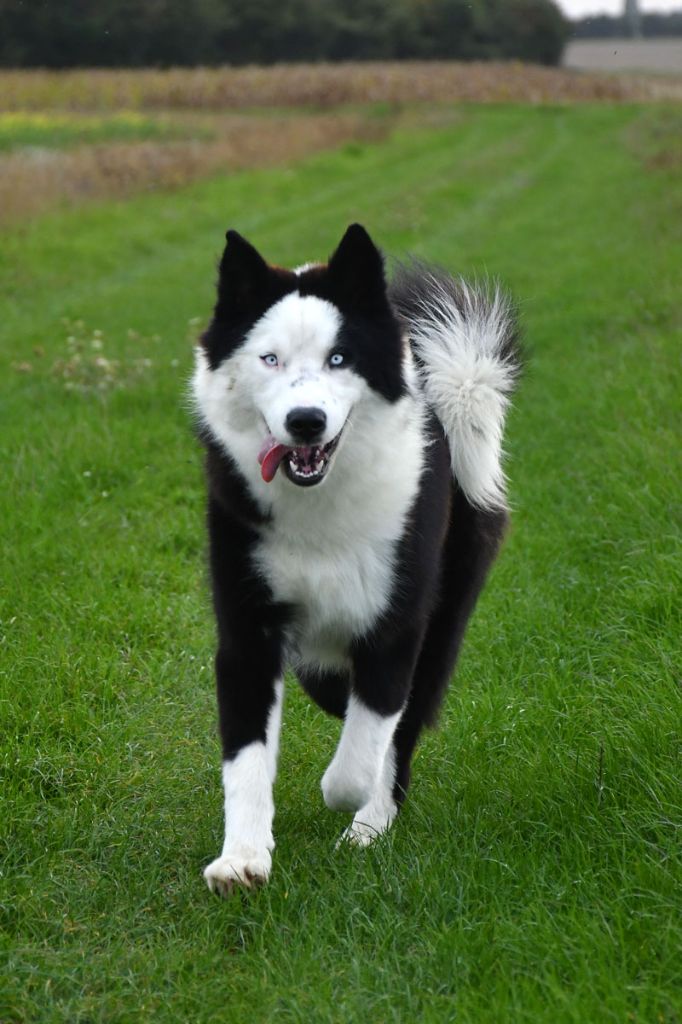 de la source du Montet - Chiots disponibles - Laika de iakoutie